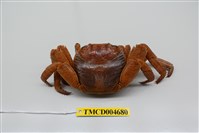 藏品(白紋方蟹)的圖片